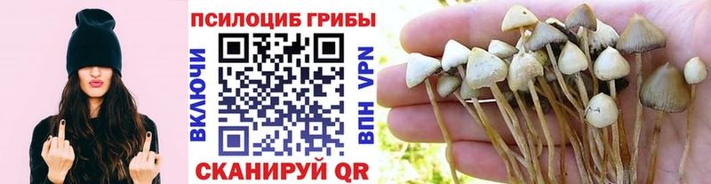 Галлюциногенные грибы прущие грибы  Купить где  Кимовск 